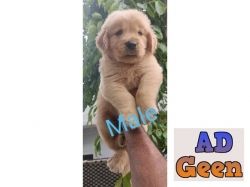 used show Quality Golden rativer Pupies Avalible for sale 